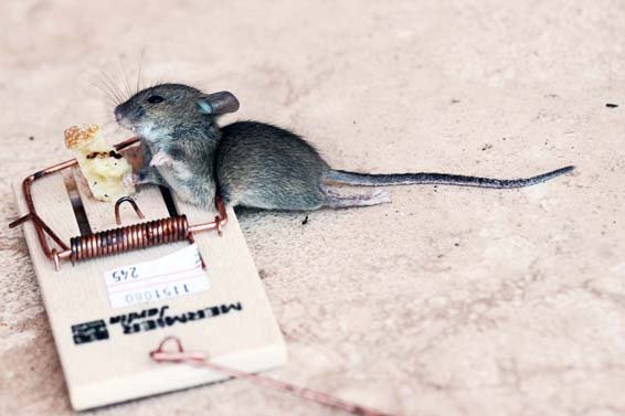 dead mouse